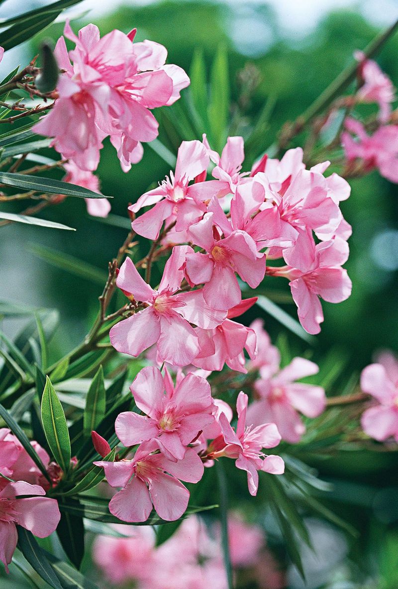 Oleander (Nerium oleander)