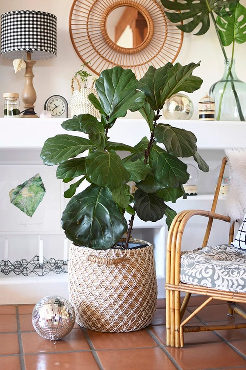 Fiddle Leaf Fig