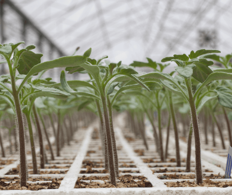 Tomato Seedlings