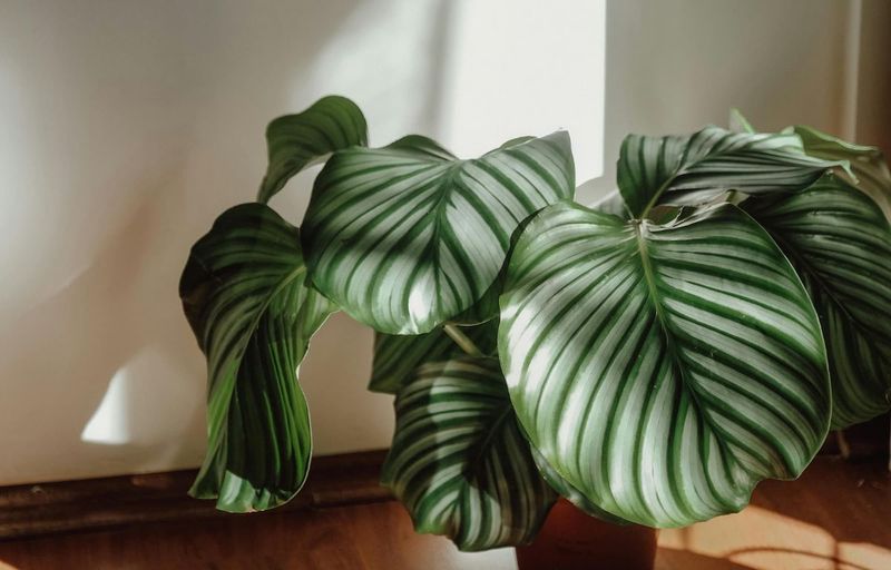 Calathea