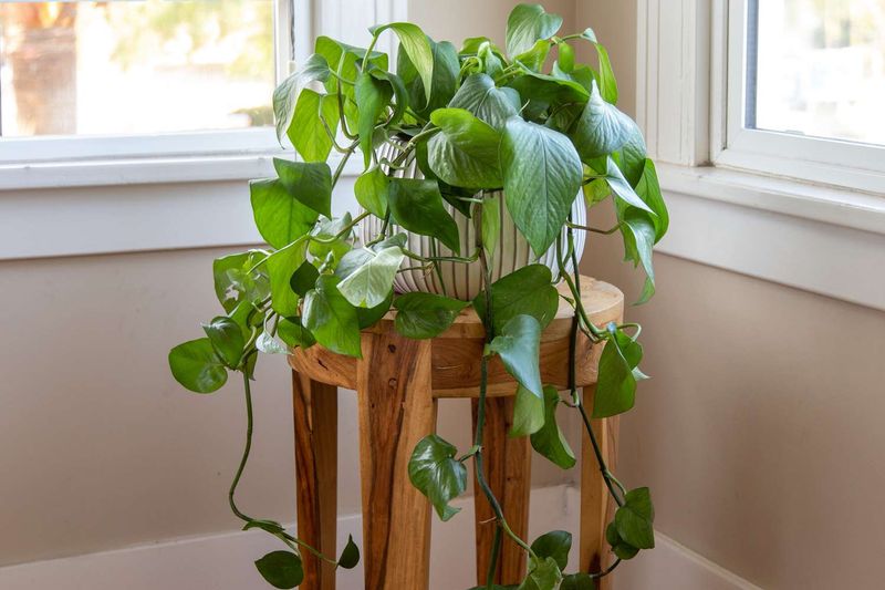 Pothos (Epipremnum aureum)