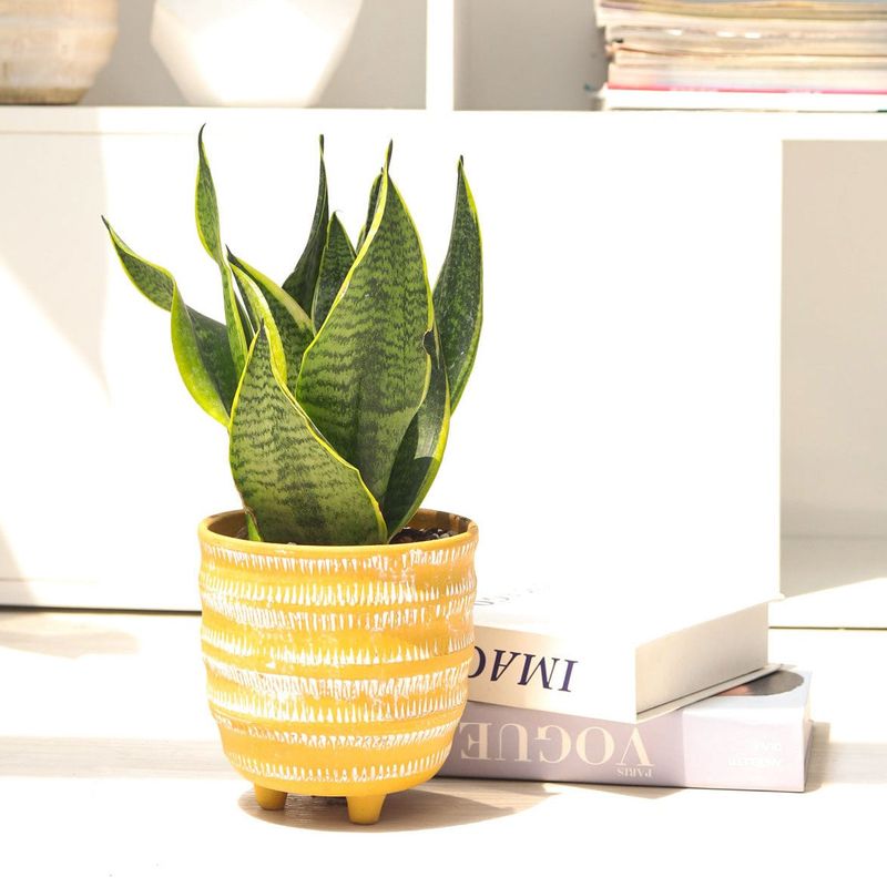 Snake Plant (Sansevieria)