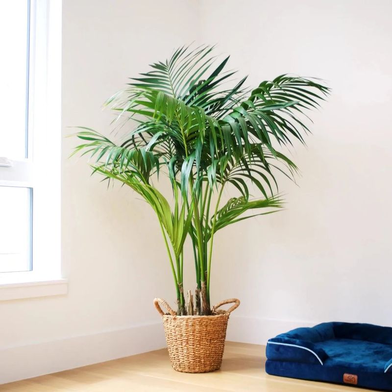 Kentia Palm (Howea forsteriana)