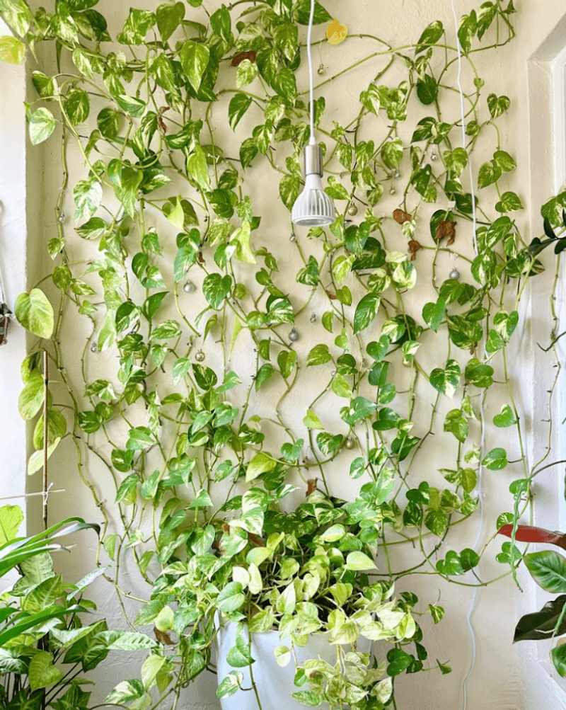 Pothos (Devil's Ivy)