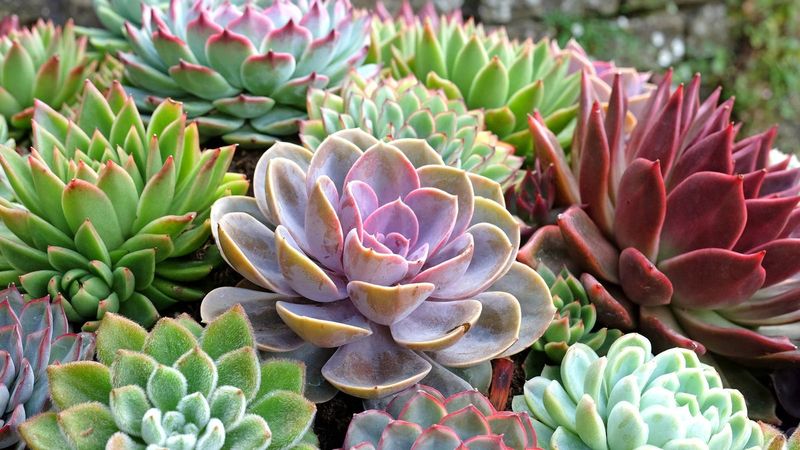 Succulents (Echeveria, Haworthia)