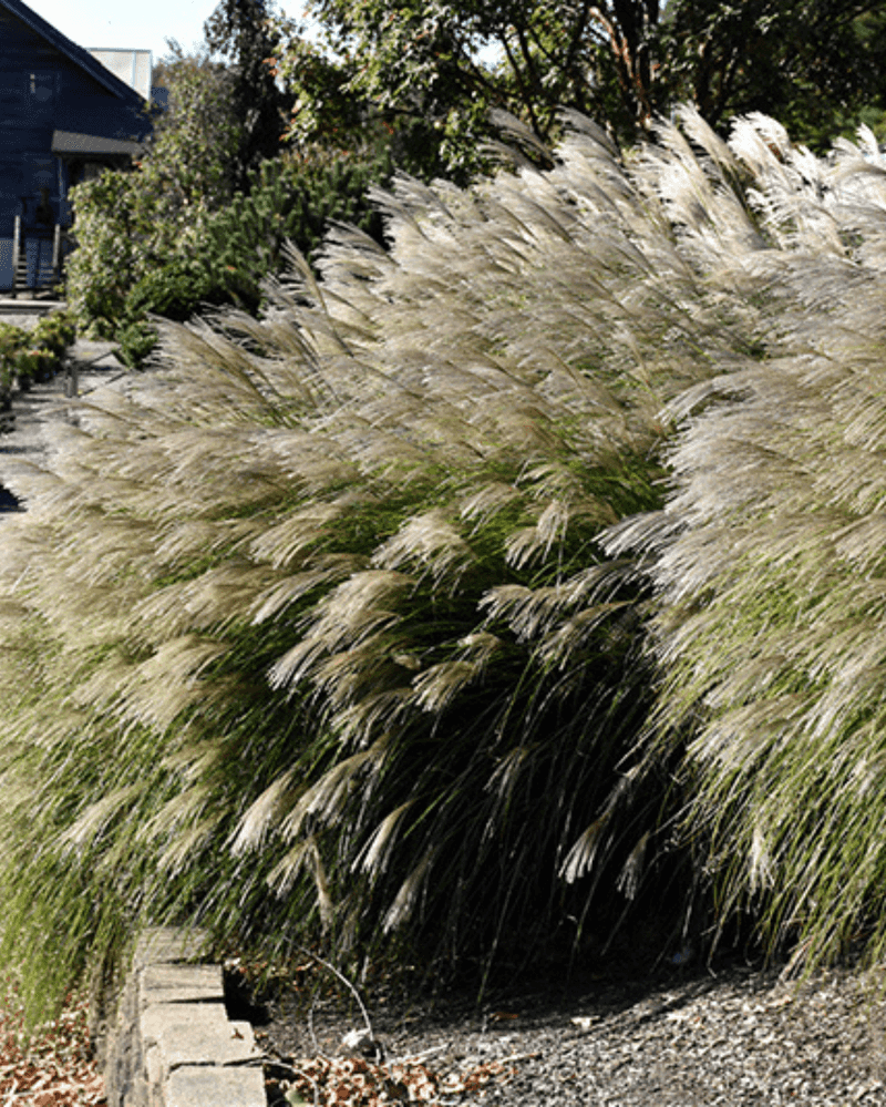Maiden Grass (Miscanthus sinensis 'Gracillimus')