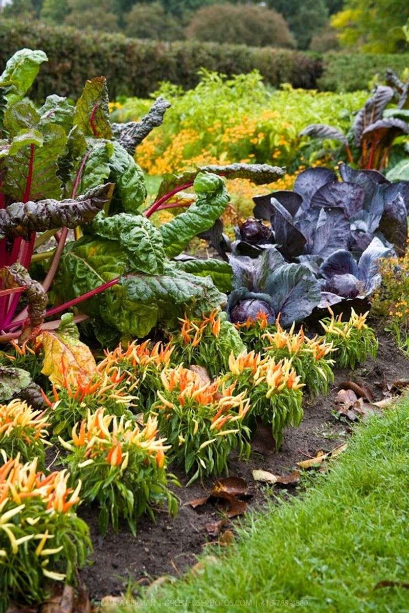 Edible Landscaping
