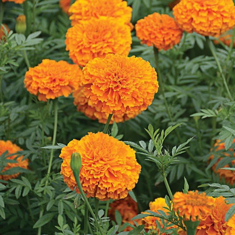 Marigold (Tagetes)