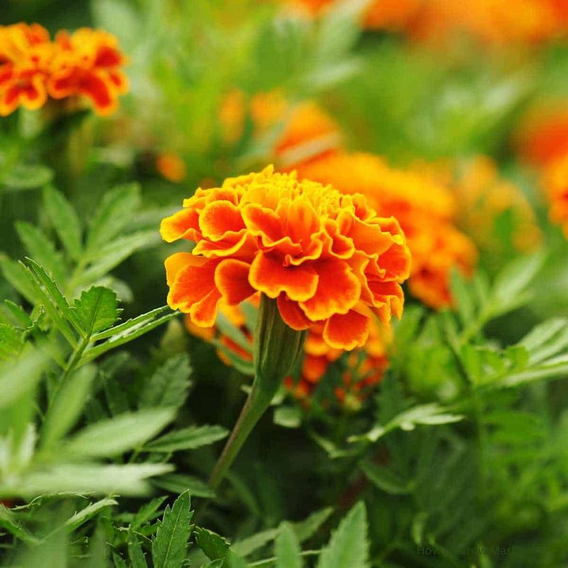 Marigold