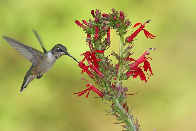 Cardinal Flower
