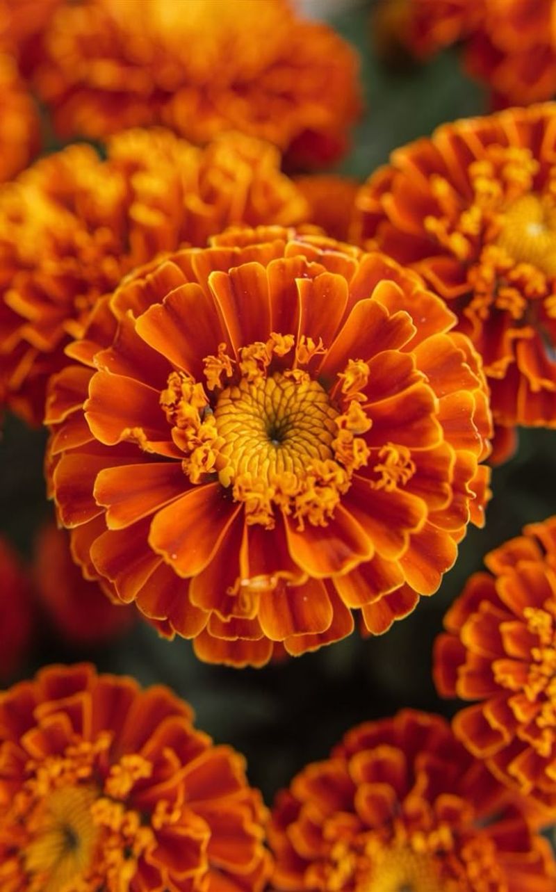 Marigold