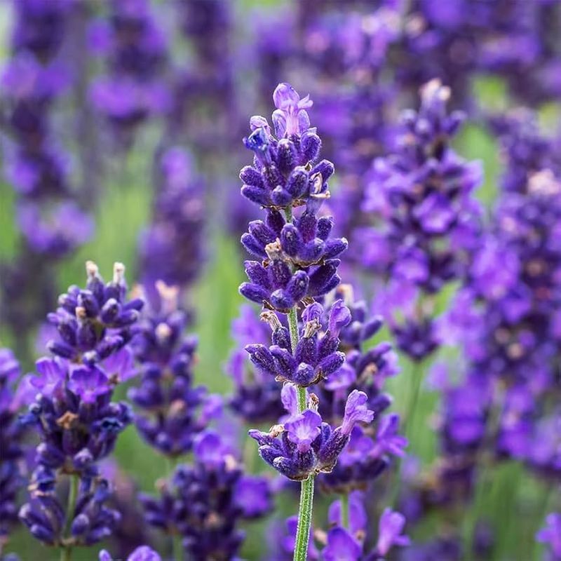 Lavender - Aromatic Insurance Against Garden Stress