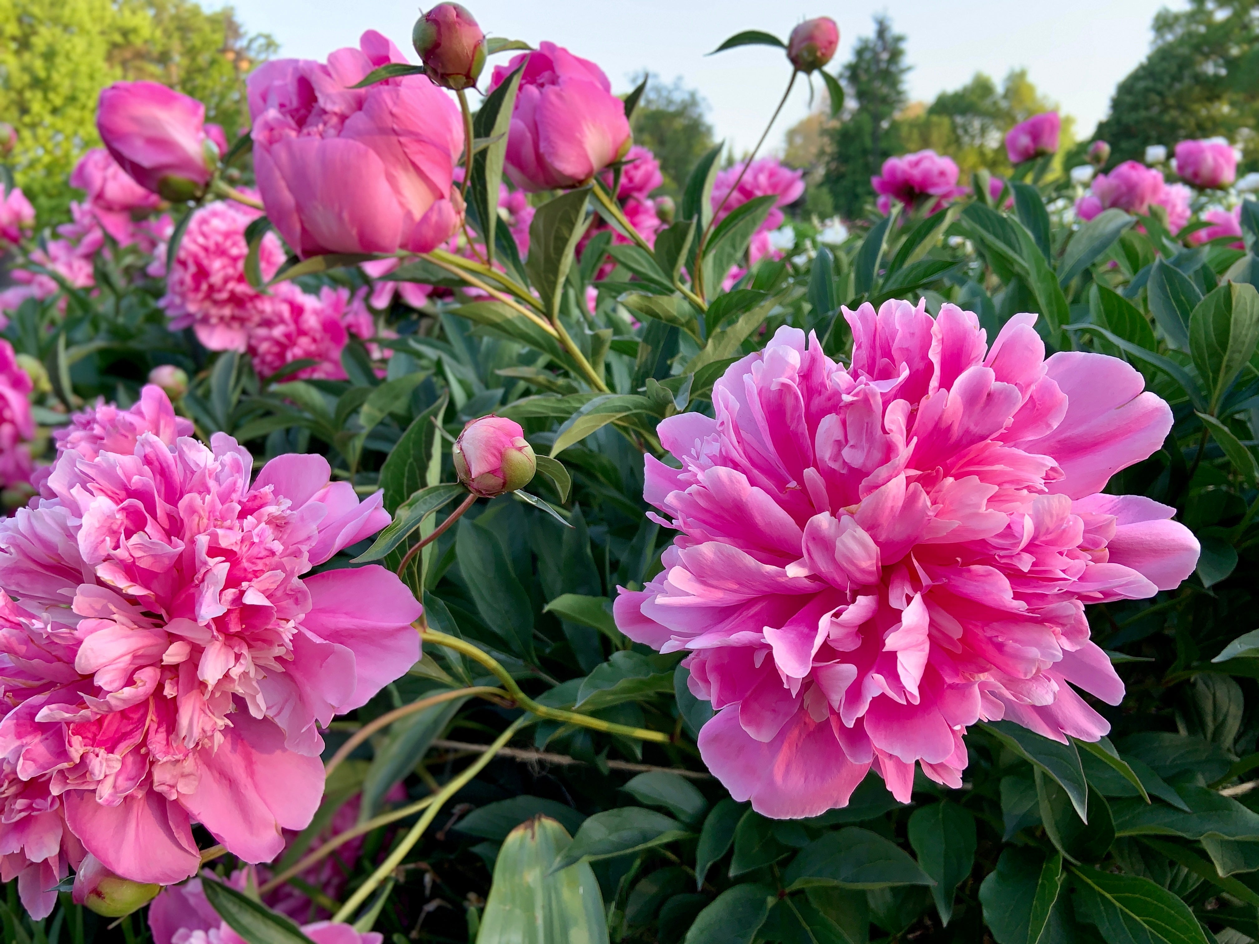 Peony - The Fragrant Fortress