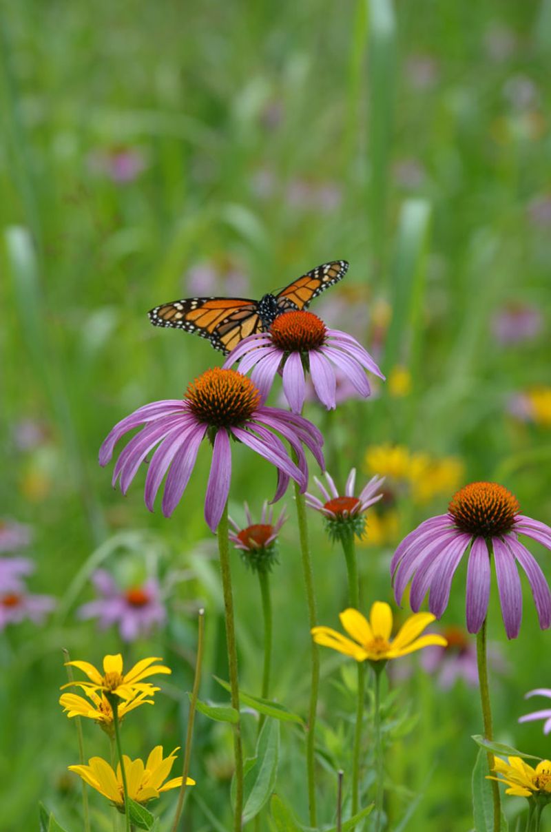 Echinacea Purpurea