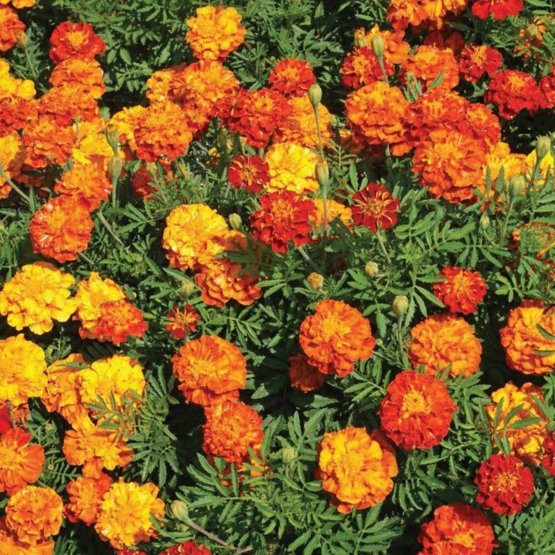 Marigolds