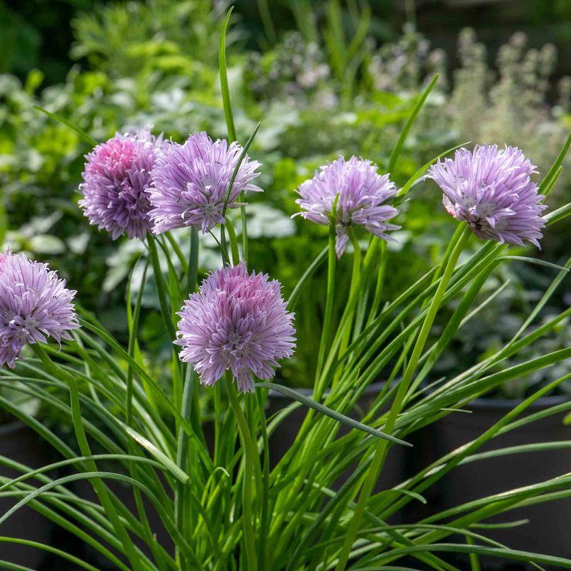 Chives