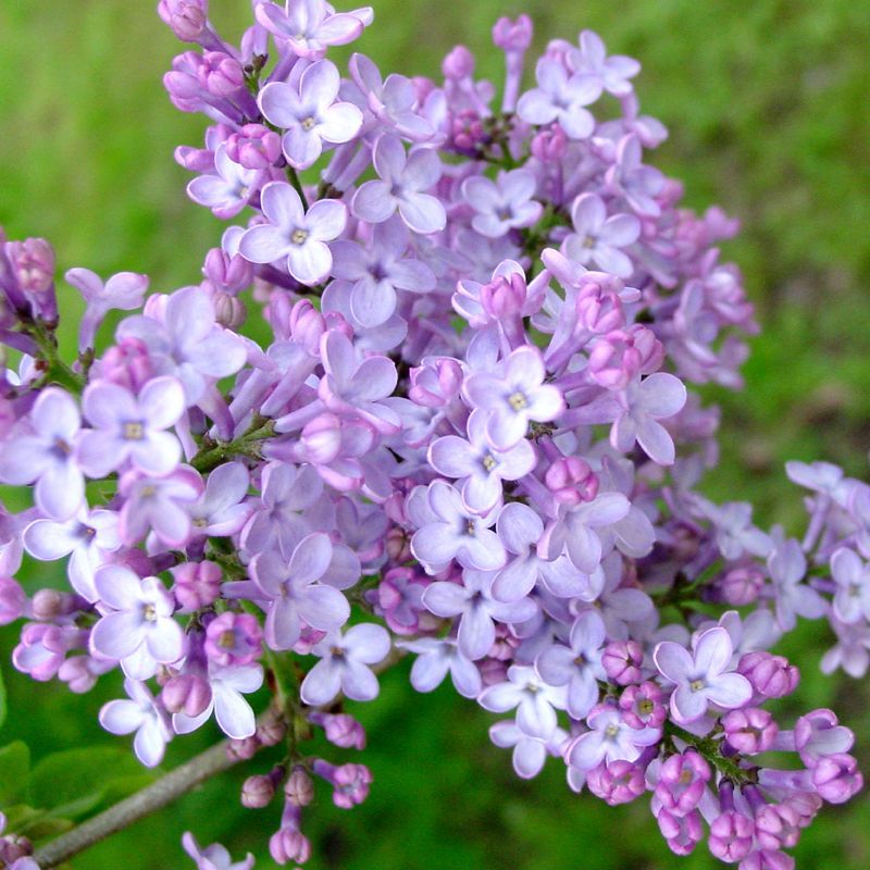 Lilacs (Syringa)