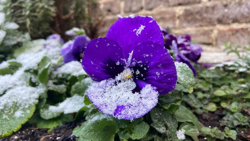 Pansies: Winter's Little Wonders