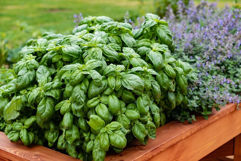 Basil (Ocimum basilicum)