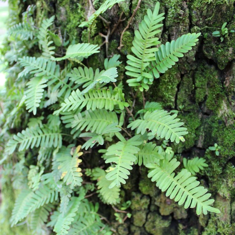 Resurrection Fern (Pleopeltis polypodioides)