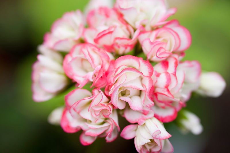 Appleblossom Rosebud Geranium