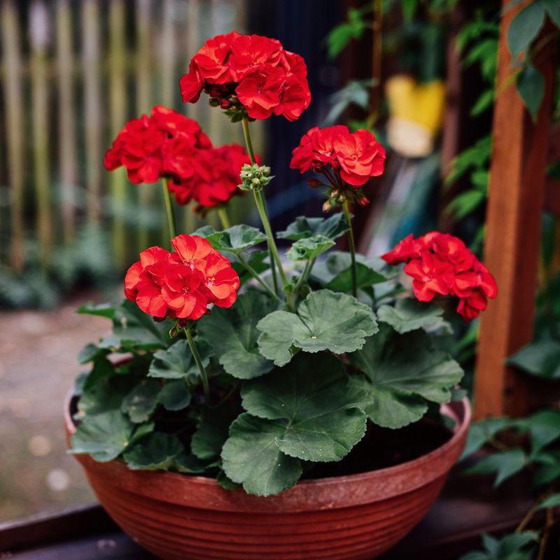 Geraniums
