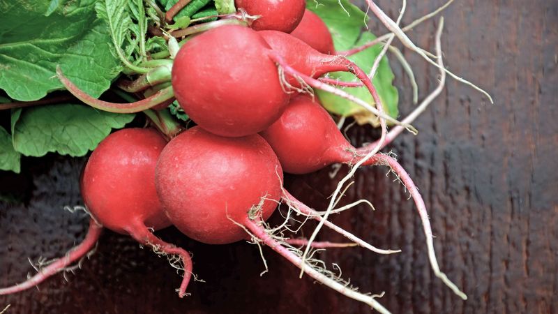 Radish