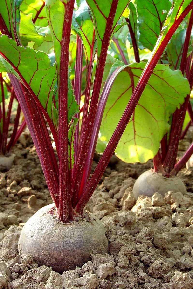 Beets