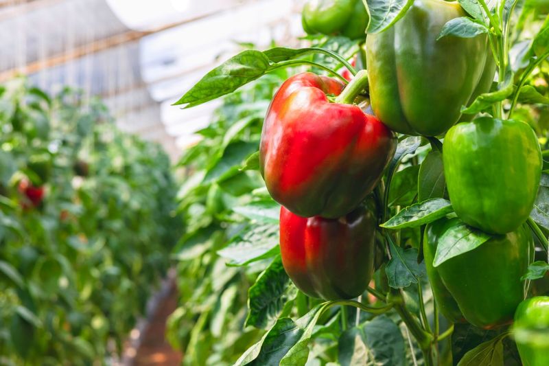 Peppers Produced Record Harvests