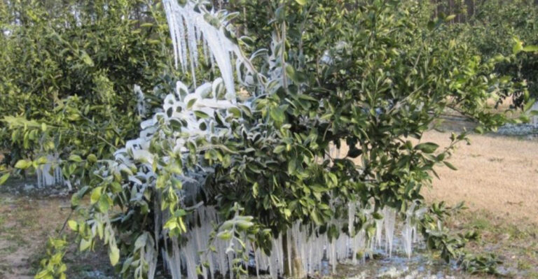 Florida Gardeners: Here’s How to Protect Your Citrus Trees from Unexpected Cold Snaps