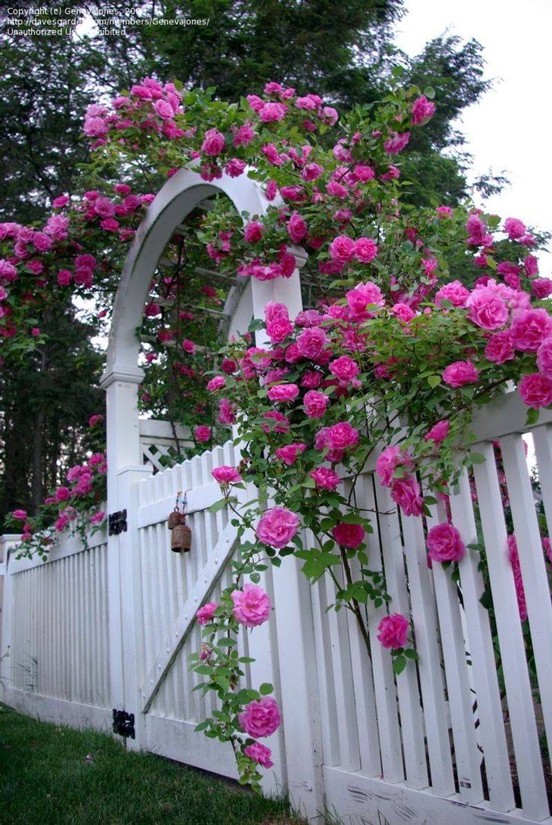 'Zephirine Drouhin' Rose