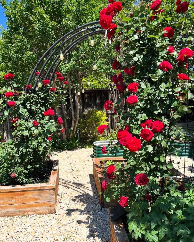 Climbing 'Don Juan' Rose