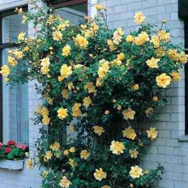 'Golden Showers' Climbing Rose