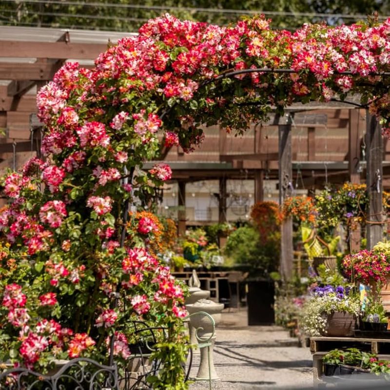 'Fourth of July' Climbing Rose
