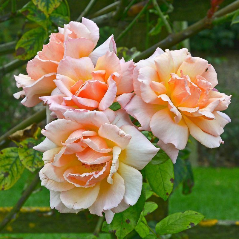 'Compassion' Climbing Rose