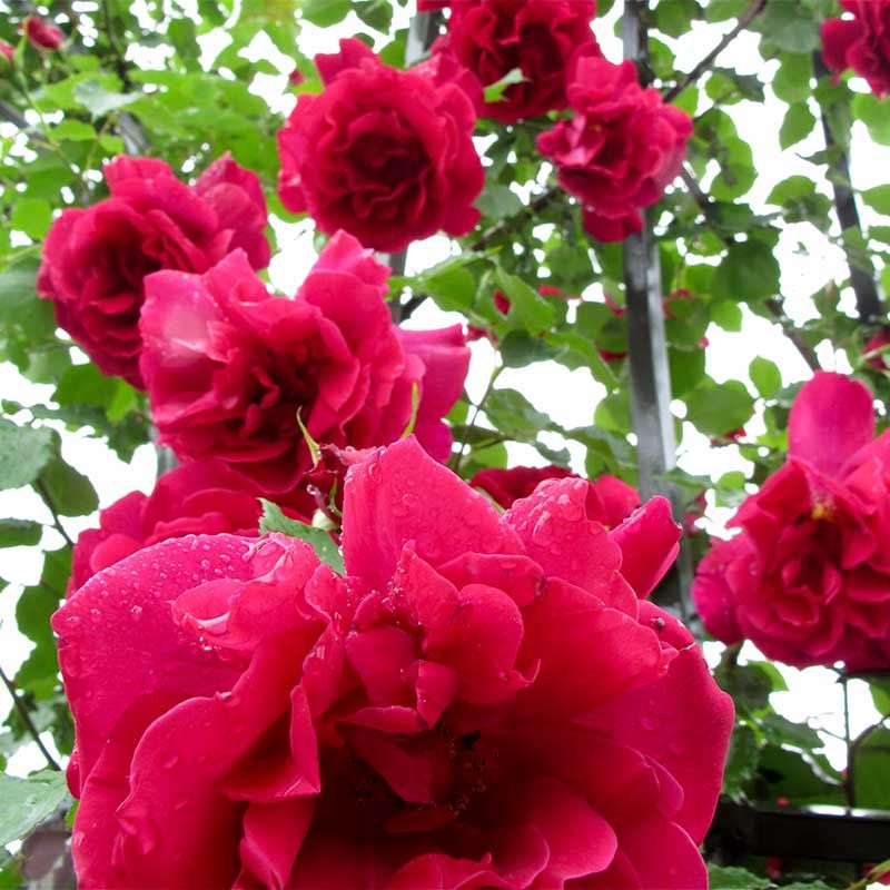 'Etoile de Hollande' Climbing Rose