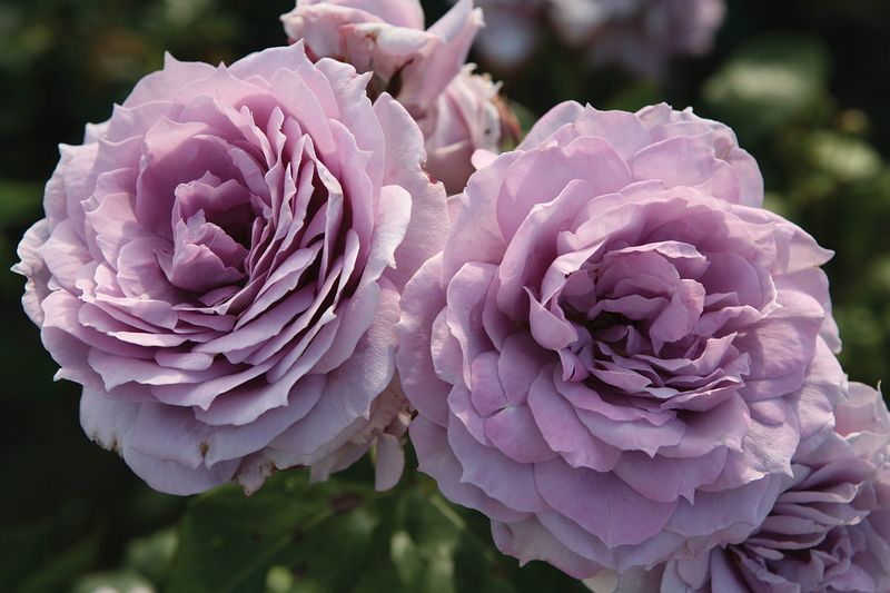 ‘Poseidon’ (Floribunda)