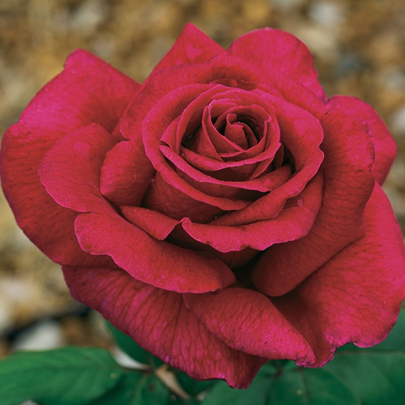 ‘Mister Lincoln’ (Hybrid Tea)