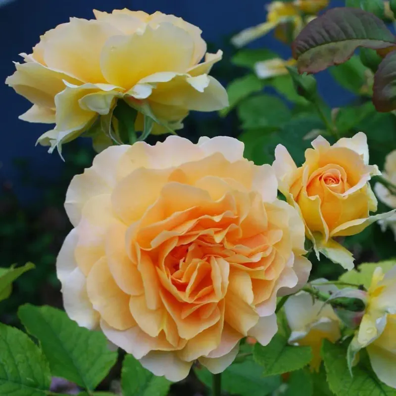 ‘Honey Perfume’ (Floribunda)