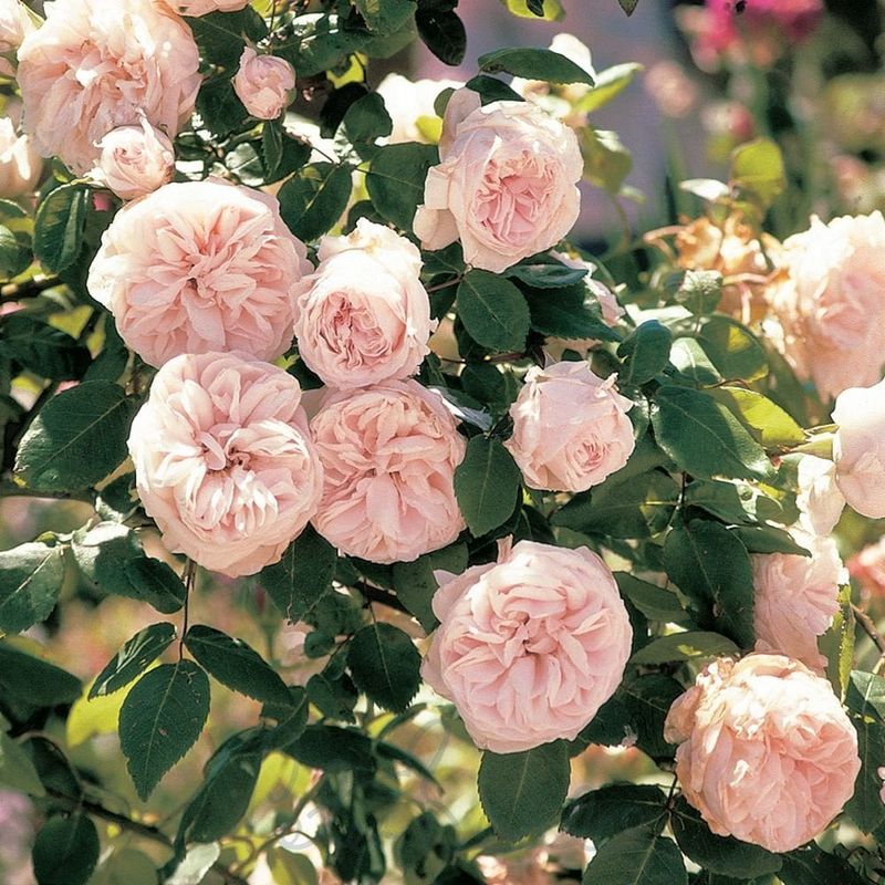 ‘Souvenir de la Malmaison’ (Bourbon Rose)