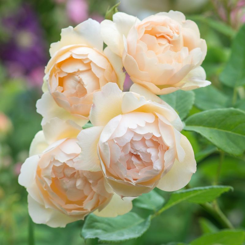 ‘Wollerton Old Hall’ (English Rose)