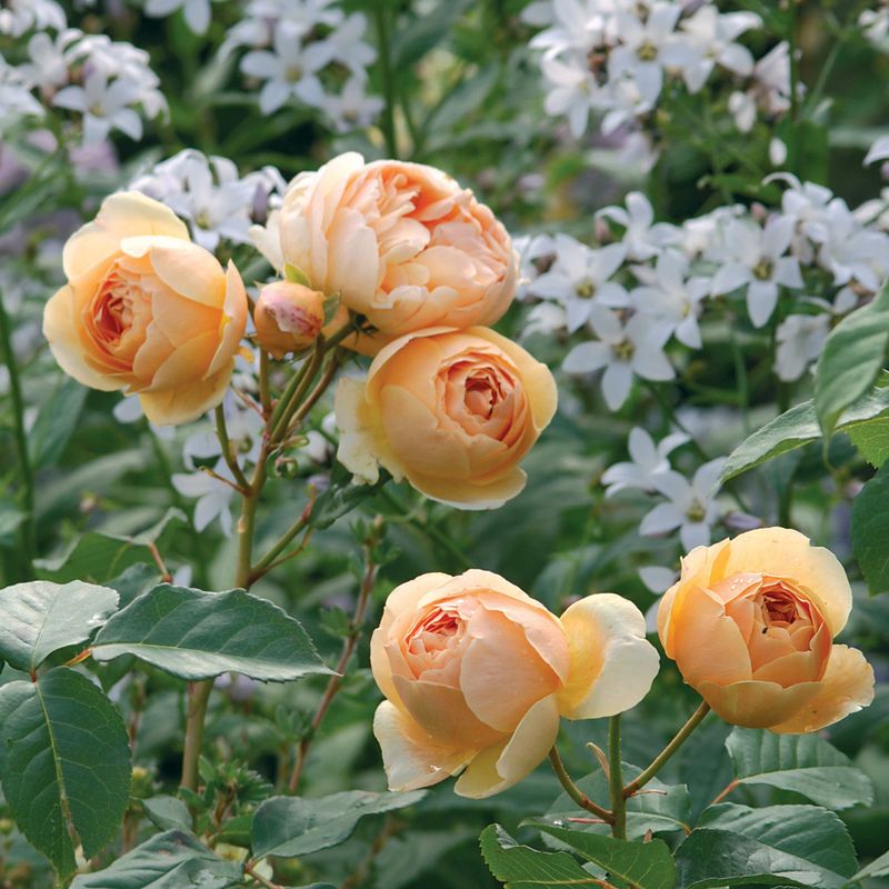 ‘Jude the Obscure’ (English Rose)