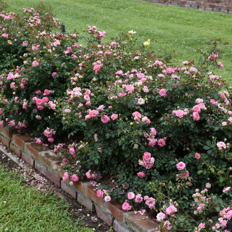 ‘Sweet Drift’ (Groundcover Rose)