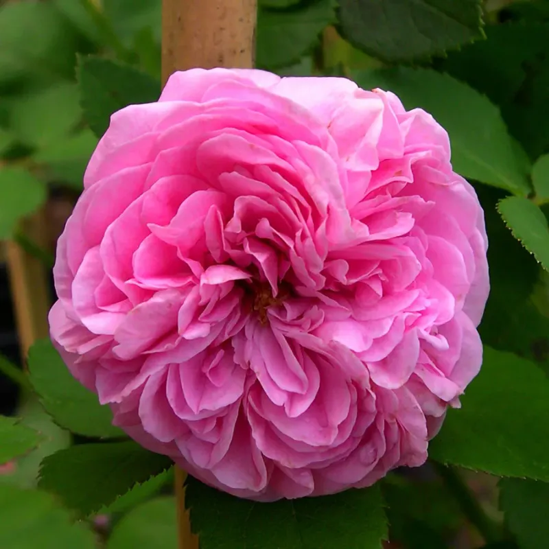 ‘Louise Odier’ (Bourbon Rose)