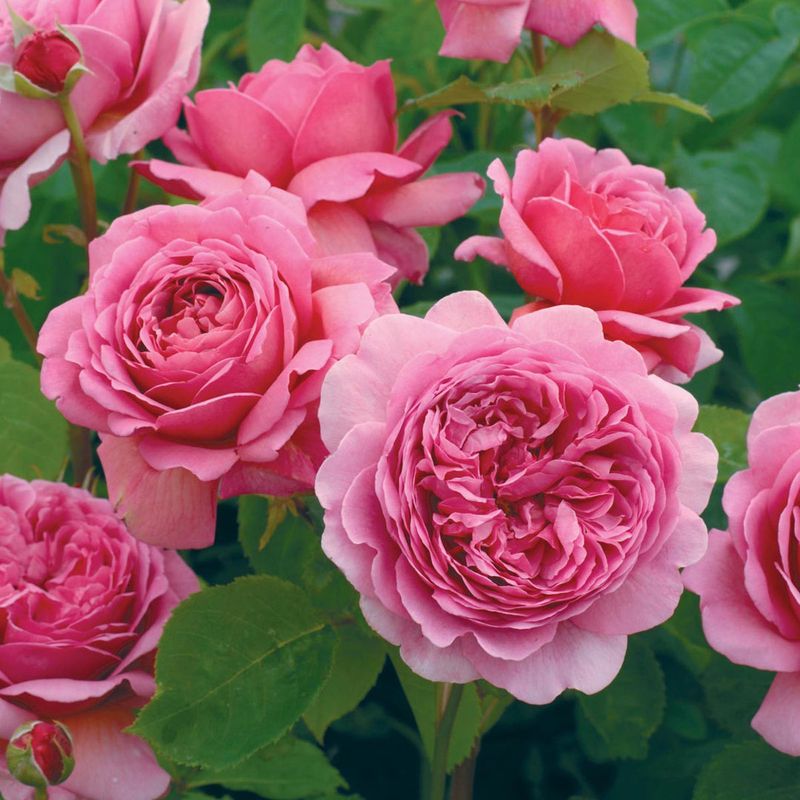 ‘Princess Alexandra of Kent’ (English Rose)