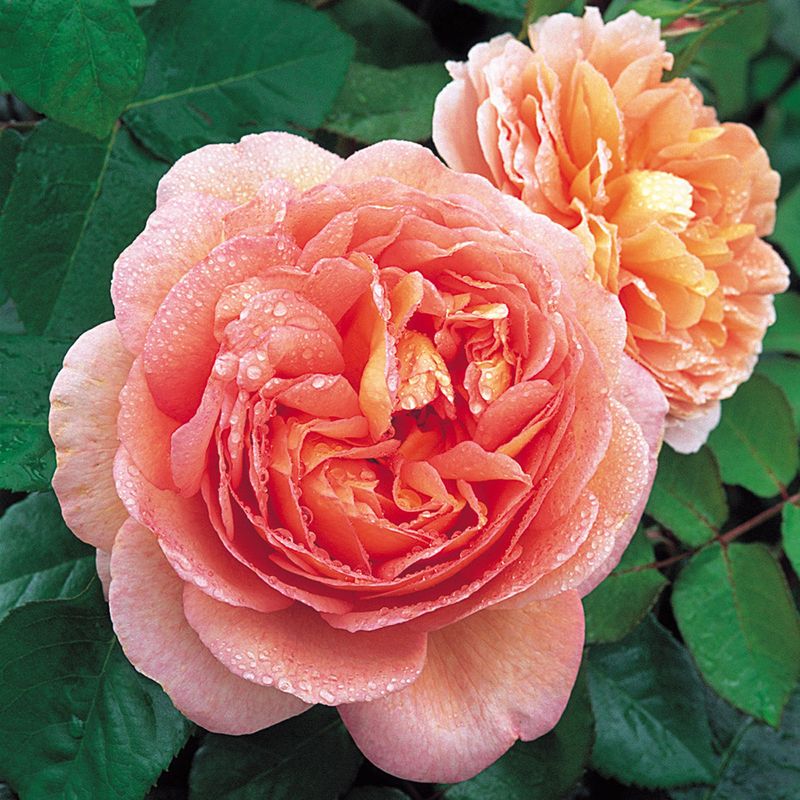 ‘Abraham Darby’ (English Rose)