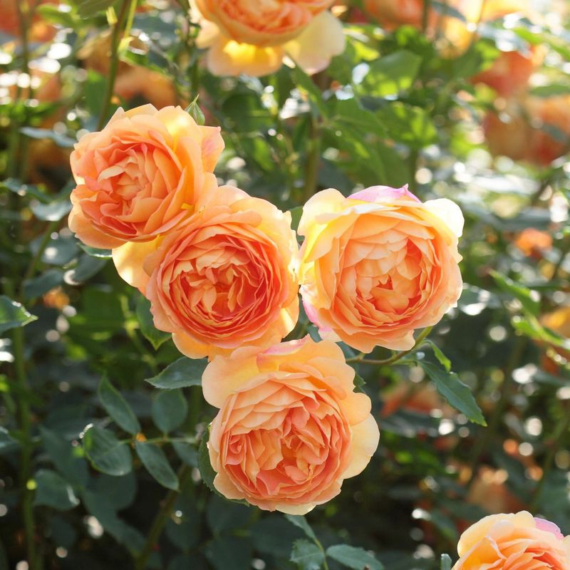 ‘Lady of Shalott’ (English Rose)
