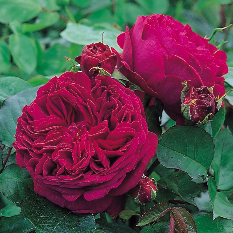 ‘Falstaff’ (English Rose)