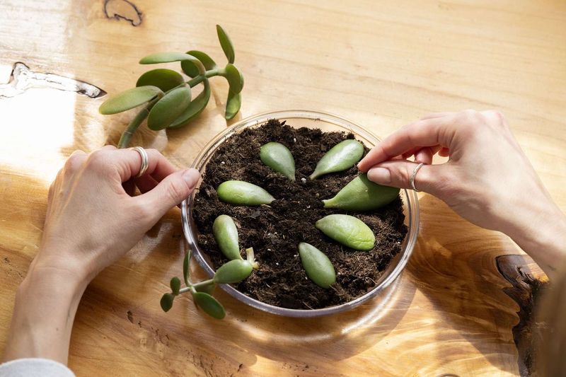🍃 2. Leaf Cuttings (For Succulents & Begonias)