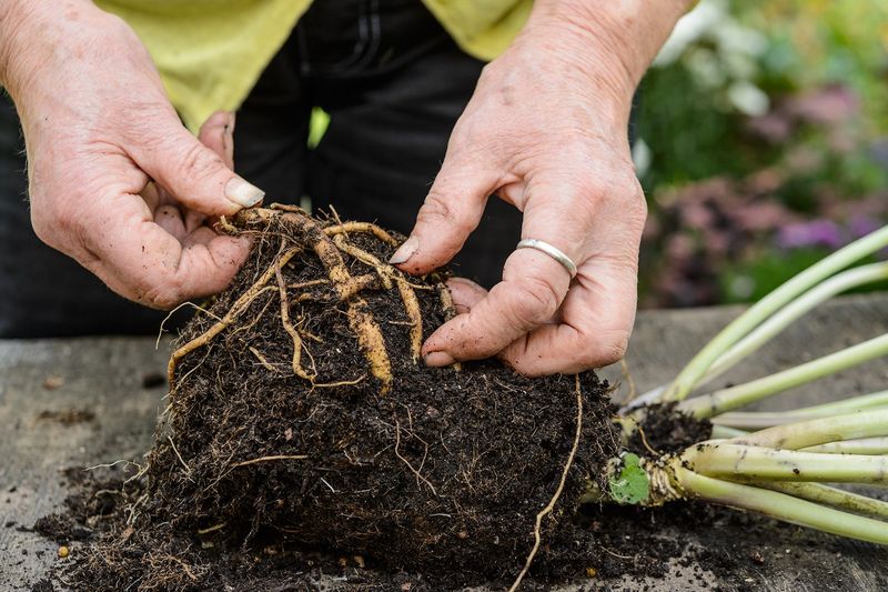 🌷 5. Root Cuttings (For Perennials & Shrubs)